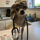 Stow Kent Animal ...