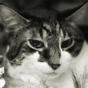 Reynoldsburg Animal ...